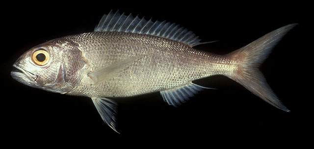 ปลาสีเงินดำ
Pristipomoides filamentosus     
Crimson jobfish  
