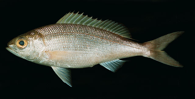 ปลาสีเงิน
Pristipomoides sieboldii    
Lavender jobfish  
 :cheer: :cheer: