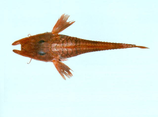 Satyrichthys welchi    
Robust armoured-gurnard  
