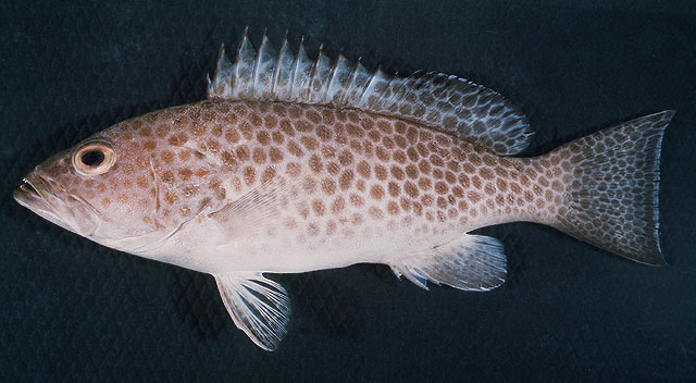 ปลาเก๋าลิง
Epinephelus areolatus    
Areolate grouper  
 :cheer:  :grin: