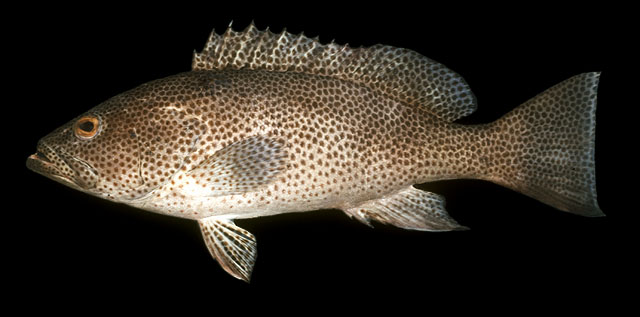  :grin:
Epinephelus chlorostigma     
Brownspotted grouper  
