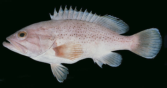ปลาเก๋าลื่น
Epinephelus epistictus   
Dotted grouper  
