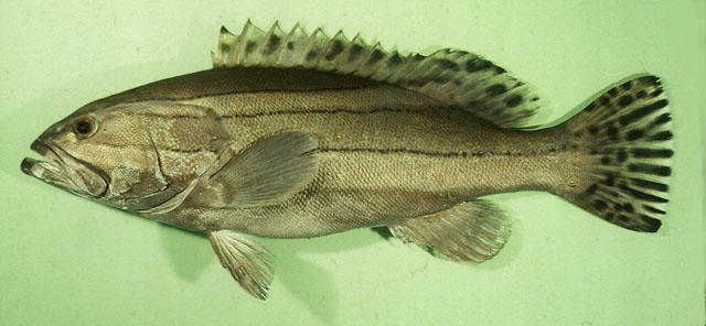 Epinephelus latifasciatus    
Striped grouper 
 :ohh: :tongue: :umh: :umh: