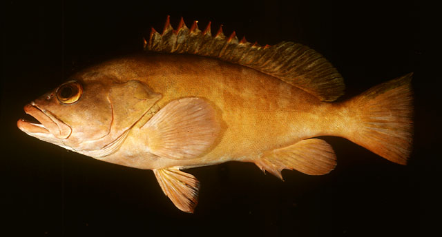 ปลาเก๋าแดง
Epinephelus retouti   
Red-tipped grouper  

