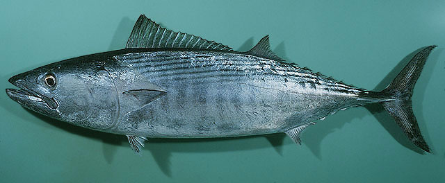 ปลาโอข้างแถบ
Sarda orientalis    
Striped bonito  
หายากหเมือนกันเห็นเพื่อนนักตกปลาแถวภุเก็ตตกได้