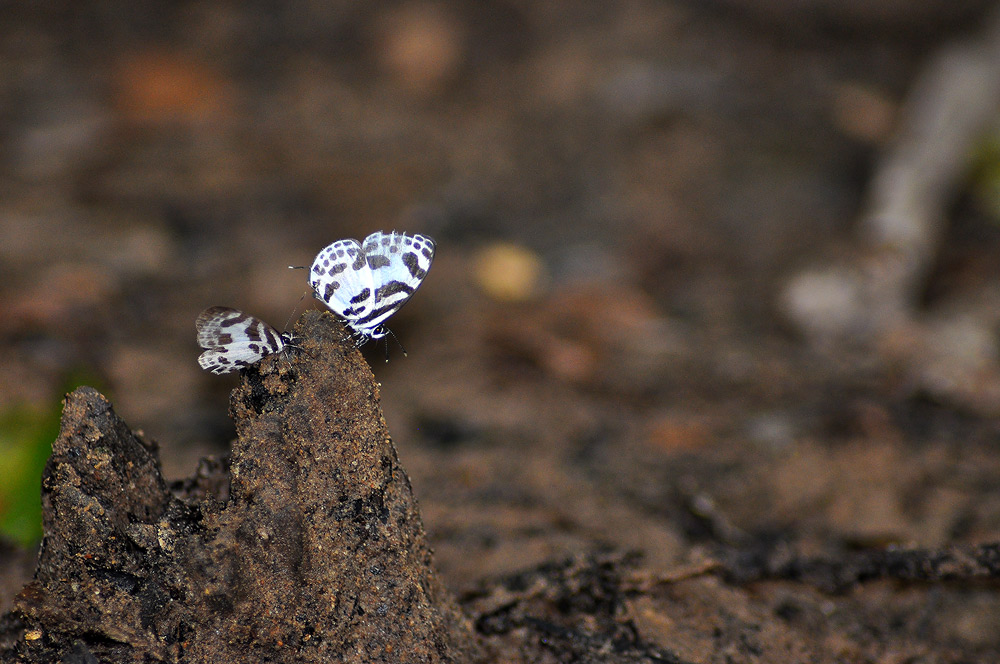 
ตัวนี้เล็กมากๆ  เล็กกว่าเหรียญสลึงอีกนะ    :love: :love: :love: