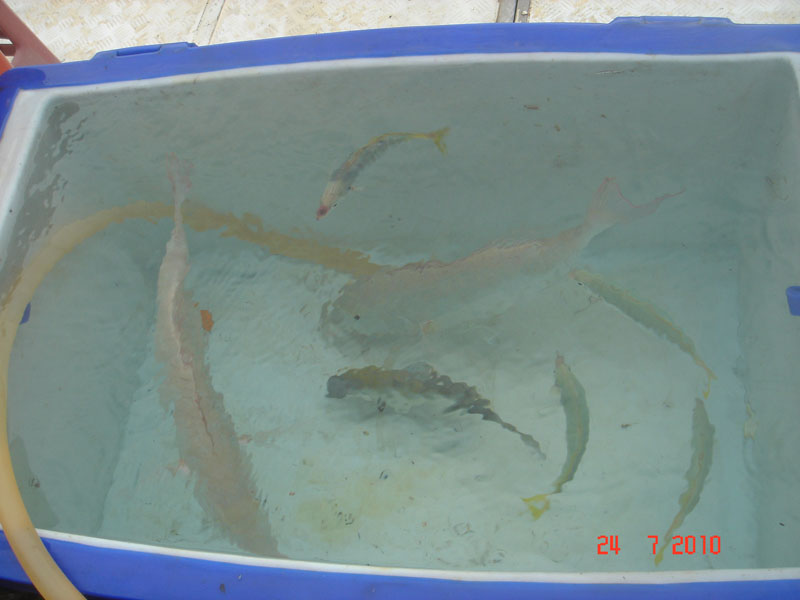 ปลาบ้างส่วนที่ตกได้และไม่ตาย ก็เอามาเก็บไว้ ใน โพราลิสอะแควเลี่ยม อยู่กันยันถึงบ้านมันยังไม่ตายเลย  