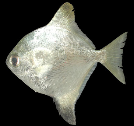ปลานกแอ่นครับ ชอบโฉบเหยื่อจากปลาขี้เกง วิ่งแรงมากครับ ปลานี้แถวหัวไทรหายาก
Monodactylus argenteus 
