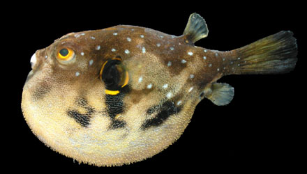 มาดูพี่เป้ากันบ้าง
Arothron hispidus (Linnaeus, 1758)
Stars and stripes puffer