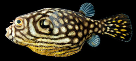 Arothron reticularis (Marion de Proce, 1822)
Striped puffer 