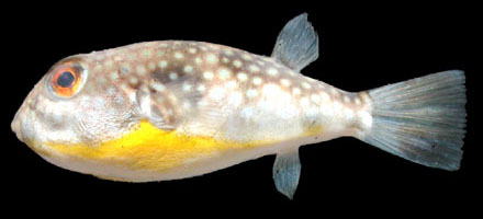 Chelonodon patoca (Hamilton, 1822)
Milkspotted puffer  

