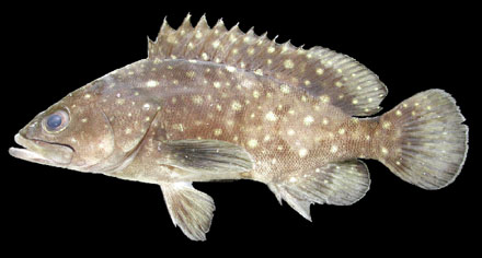 Epinephelus caeruleopunctatus (Bloch, 1790)
White-spotted grouper 