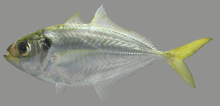 Alepes kleinii (Bloch, 1793) 
Banded scad 