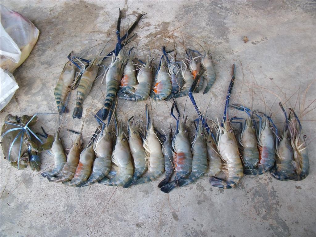 



ผลลัพท์.....................................


สำหรับน้องกุ้งทริปแรกของปีนี้ [b]ลำป๋มนำ 1