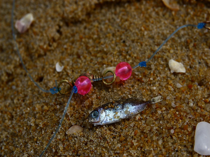  [b]เพื่อความไม่ประมาท ต้องเดินสำรวจหาดดูก่อนว่ามีอะไรอยู่บ้าง?? แล้วก็เจอลูกปลาตัวขนาดนี้มากมาย ที่