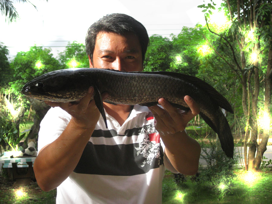 [q][i]อ้างถึง: เจี๊ยบจันทบุรี posted: 02-08-2553, 18:04:02[/i]

+ +  สวัสดีคับน้า    ปลาช่อนระยอง 