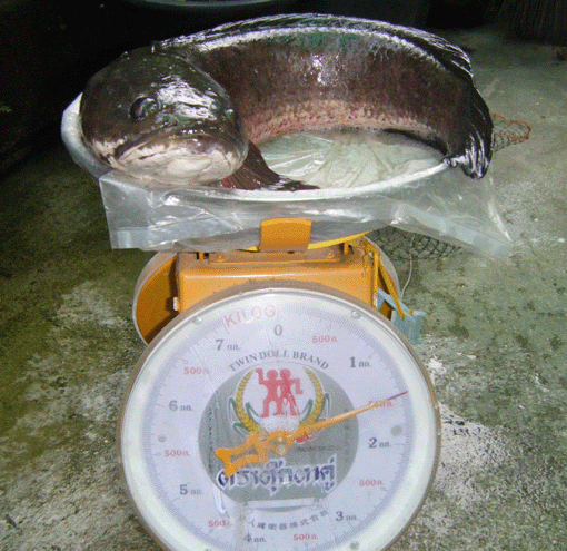 1.5 kg