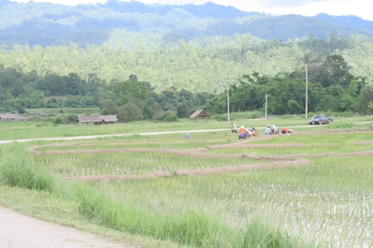 กำลังปลูกข้าวกันเลยครับ  :laughing: :laughing: