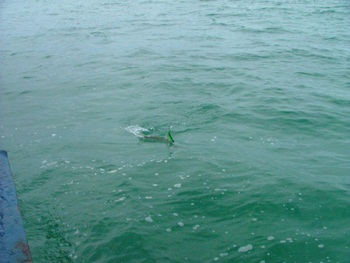 ทีเเรกนึกว่าฝูงกุเลาเล่นน้ำเลยสั่งให้สมาชิดลองตีเหยื่อจิ๊กเเละป๊อบลองดูว่ามันเป็นปลาอะไร