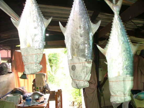 เเละเเล้วเอาเชือกผูกหางนำกระดาษมาคุมหัวปลาให้เลยเงือกปลาขึ้นไปหน่อยเเล้วรัดด้วยหนังยางป้องกันแมลงวัน