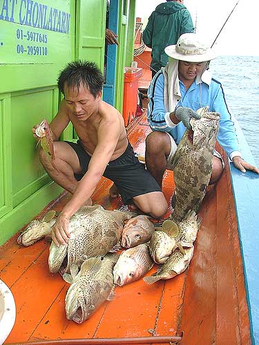 เก๋าลูกหมูกองนี้ ผมไม่ได้กินซักตัว... ครูเม่นกะน้ากบแย่งไปกินหมด :laughing: :laughing: