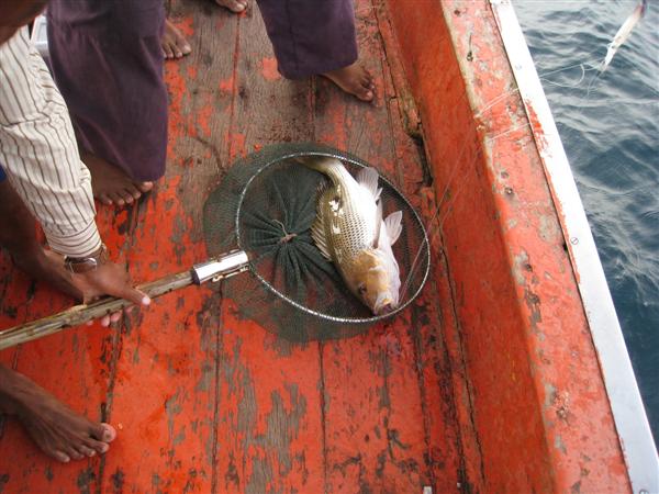 อังเกยแก้เมา ยาดีสำหรับนักตกปลา :cheer: