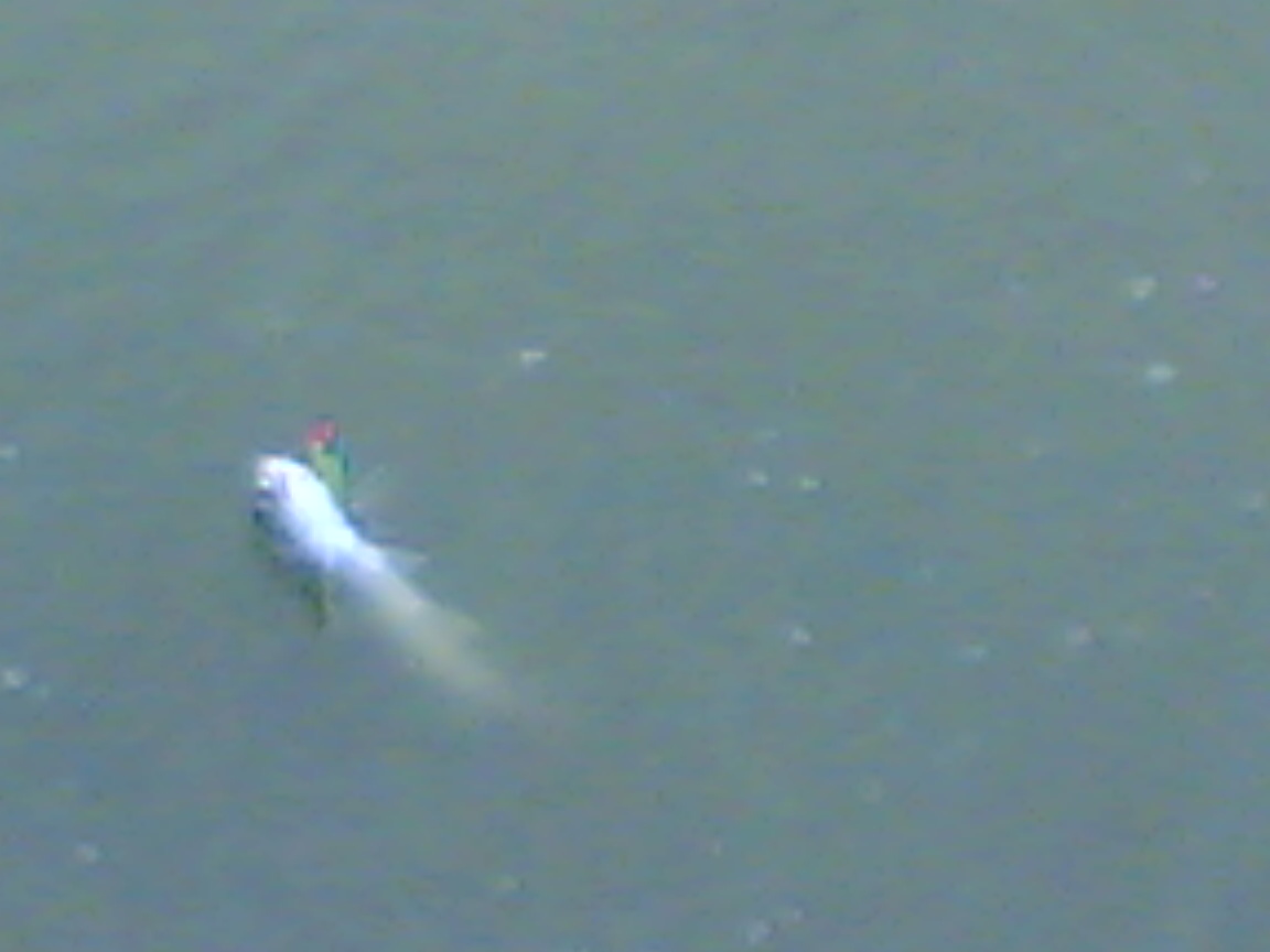 อีกรูปครับ  ชัดเจนครับ  เหยื่อป๊อปจีนแดง  สีจาเมก้า แสบสัน  ติดปากปลาในน้ำแน่นอน  ไม่มีมั่วนิ่มครับ 