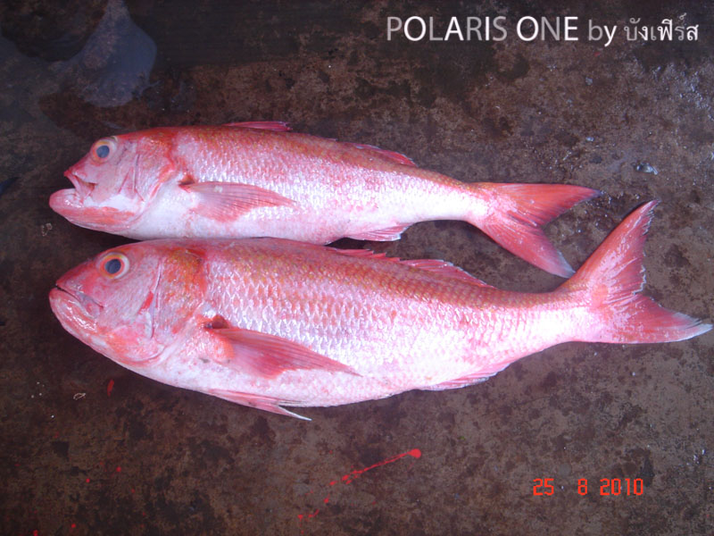 ปลาก็ตัวสีแดง ทำไมเรียกสีทองกันหว่า :think: :confused: