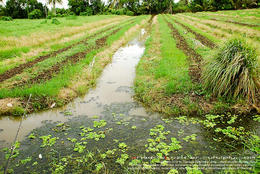 ผมโดนไป 2 ตั๊บ แต่ก็ ไม่มีแต้มเพิ่มเหมือนกัน  :frown: