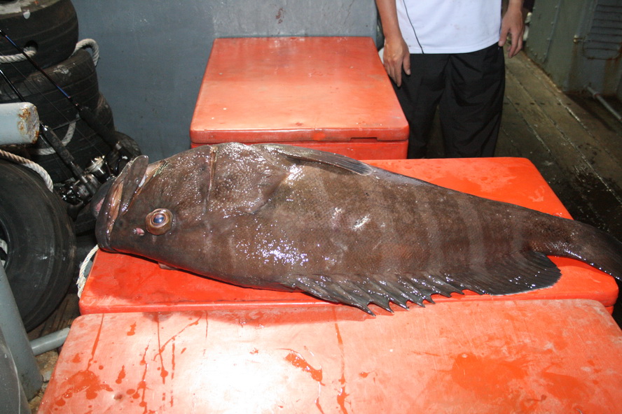 This giant grouper 33 kg. grouper was landed by PE 2-4.
