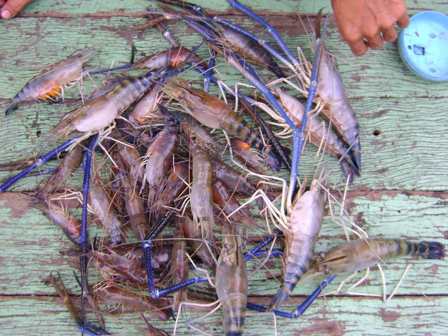 กุ้งรวมวันนี้จัดไป  33  ตัวค๊าฟฟ :grin: :grin: :grin: :grin: :cool: