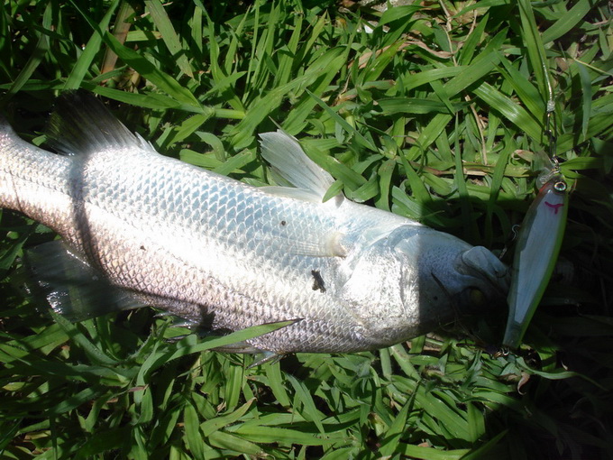 จะปลาขังหรือปลาธรรมชาติก็ใช้แต่ 3D มินนาว
 :laughing: