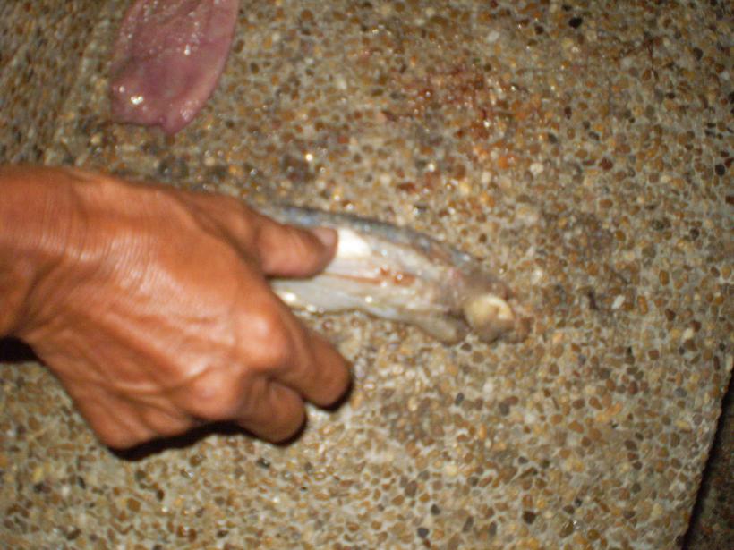 กำลังดูร่องรอยของเหยื่อที่โดน รับประทานเข้าไป
ปลาตัวนี้เป็นตัวเมียเพราะมีไข่เต็มท้อง ไม่สามารถนำมาใ