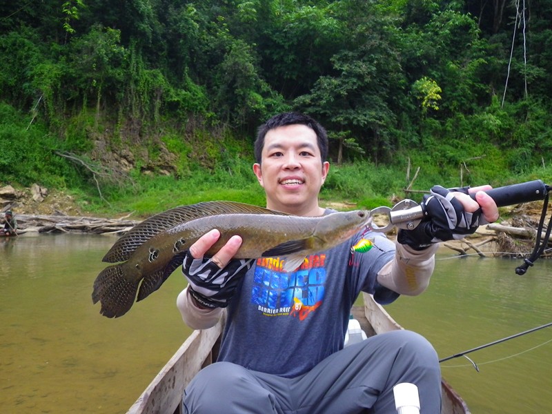 ปลาช่อน  ข้าหลวง  ...... มีที่เดียว ที่เขื่อนเชี่ยวหลาน   5 จุด ที่หางนะครับ 