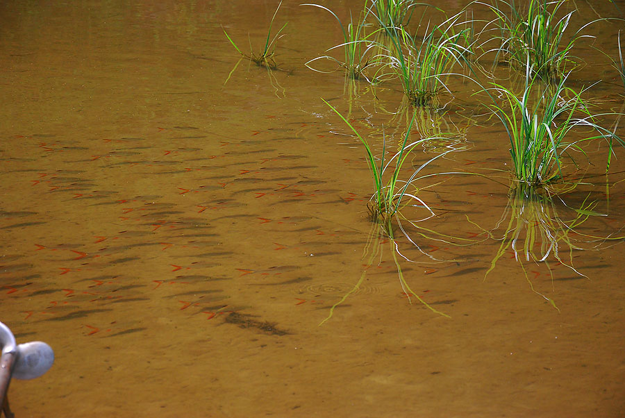ฝูงลูกปลา  เป็นร้อย  ว่ายมาเป็น ฝูง ยาว ..... เอกว่าถ้าน้ำแดงกำลังจะลง  พวกปลาจะมารอ  ขึ้นสวนต้นน้ำ 