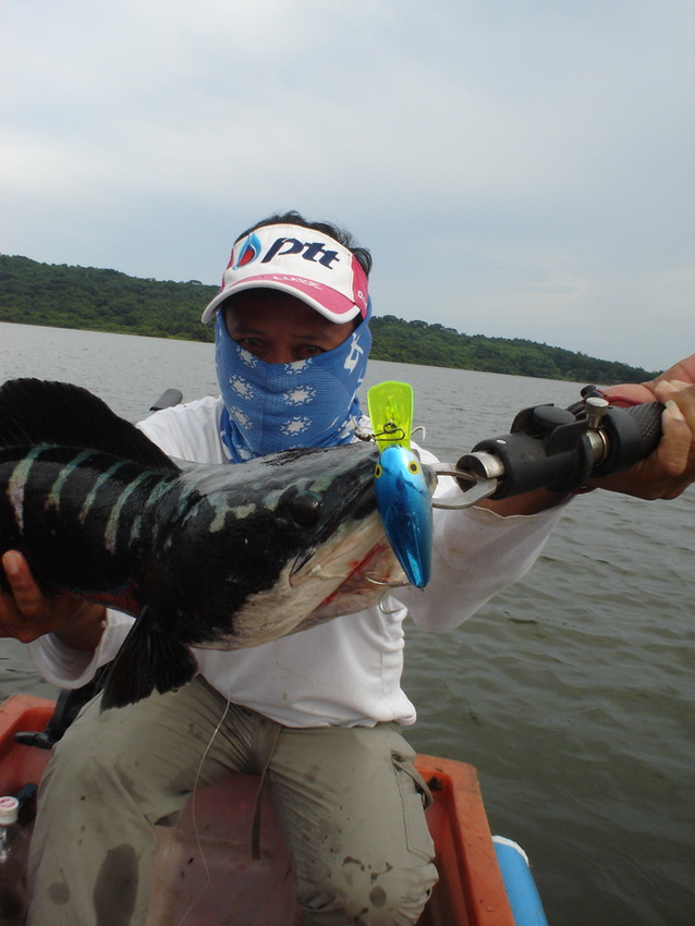  [b]ตัวนี้กัด Rapala  RFR7   CHB[/b]   :cheer:

********************************