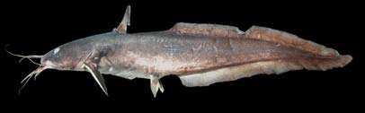 ปลาดุกทะเล
Plotosus canius
Hamilton, 1822
Gray Eel Catfish