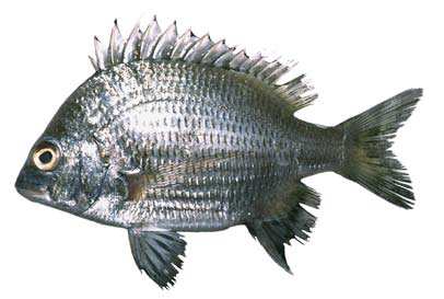 ปลาหม้อดำ
Acanthopagrus berda