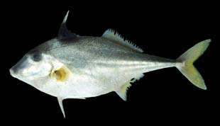 ปลาวัวหนาม
Triacanthus biaculeatus
(Bloch, 1786)
Shortnosed Tripodfish