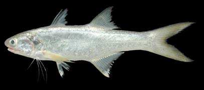 ปลากุเรา
Eleutheronema tetradactylum
(Shaw, 1804)
Fourfinger Threadfin 