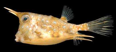 ปลาปักเป้าเขาวั
Lactoria cornuta
(Linnaeus, 1758)
Longhorn Cowfish 
