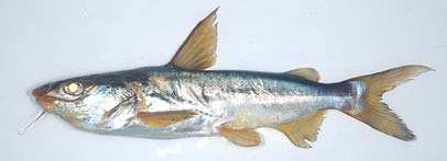 ปลาหนาม
Arius oetik
Bleeker, 1846
Lowly Catfish 
