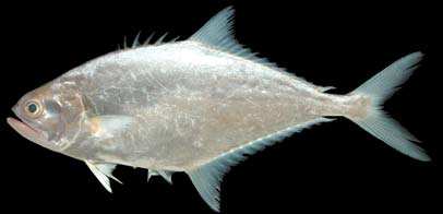 ปลาสีเสียด
Scomberoides commersonnianus
Lacepède, 1801
Talang Queenfish 