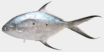 ปลาล่องลม หรือ กะมงดวง
Trachinotus baillonii
Lacepède, 1801
Smallspotted Dart 