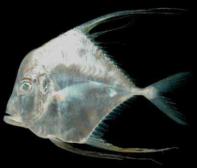 ปลาโฉมงาม
Alectis indicus
(Rüppell, 1830)
Indian Threadfish 