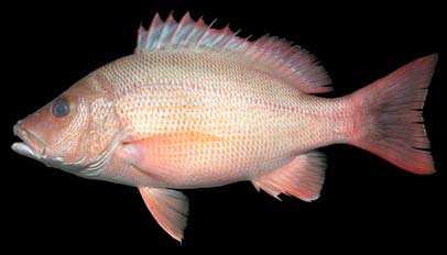 ปลาจรวดแดง
Lutjanus lemniscatus
(Valenciennes, 1828)
Yellowstreaked Snapper 