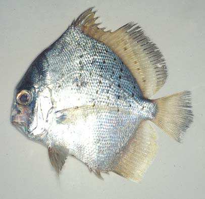 ปลาใบปอ
Drepane punctata
(Linnaeus, 1758)
Spotted Sicklefish 