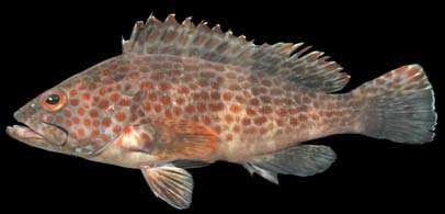 ปลาเก๋าดอกแดง
Epinephelus bleekeri
(Vaillant, 1877)
Duskytail Grouper 