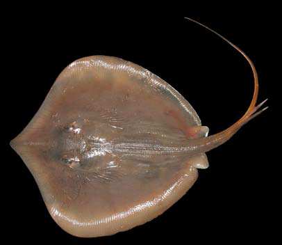 ปลาจ่งม่ง
Himantura walga
(Müller and Henle, 1841)
Dwarf Whipray 