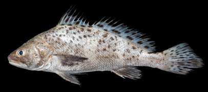 ปลาเมี้ยน
Protonibea diacantha
(Lacepède, 1802)
Spotted Croaker 